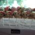 Hello Kitty tortice na palčkah ali Cake pops